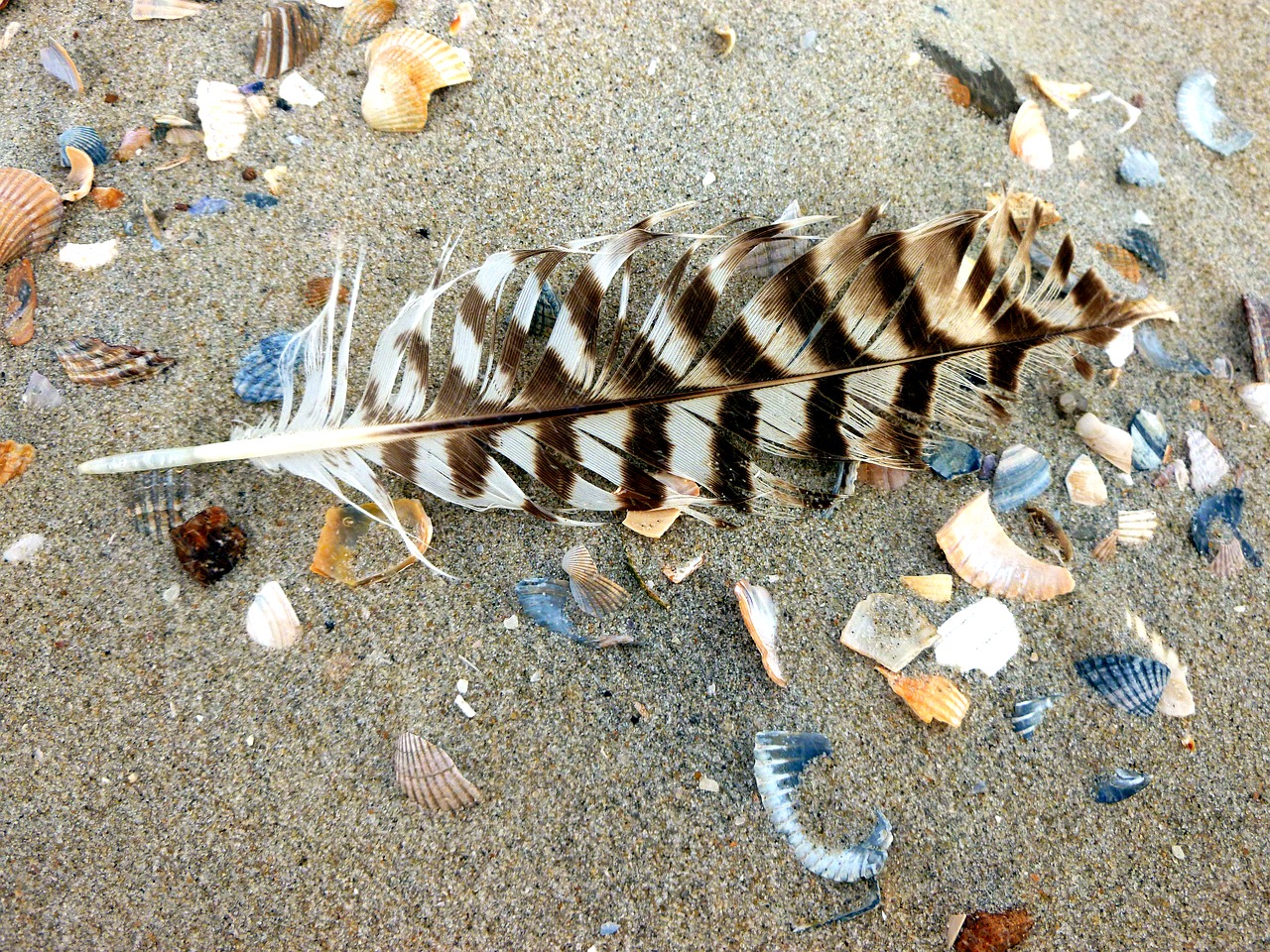 bird feather seagull sand beach free photo