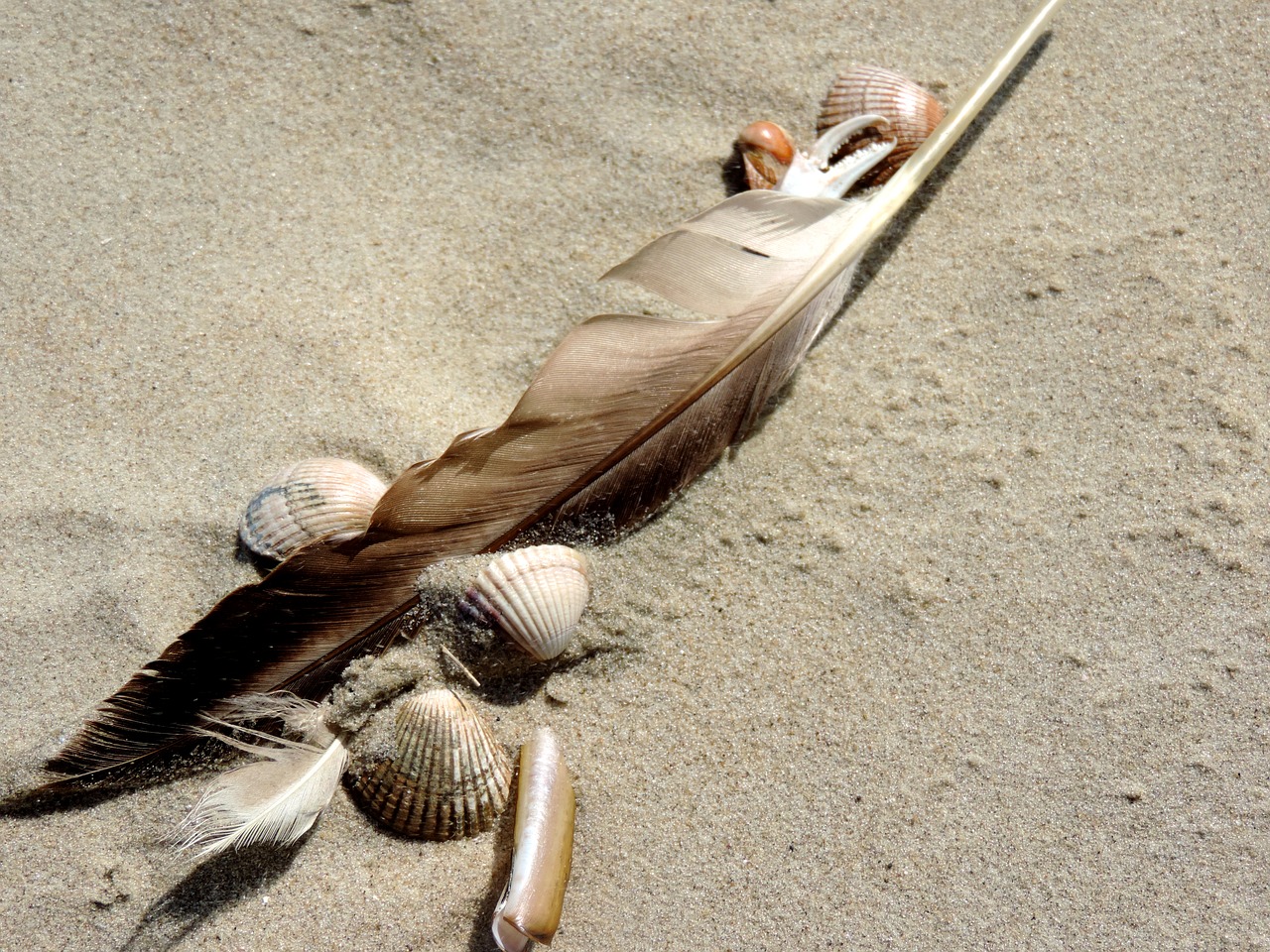 bird feather sand beach mussels free photo