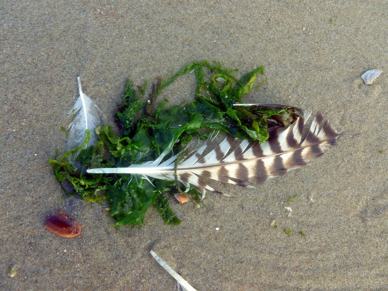 bird feather seagull feather seaweed free photo