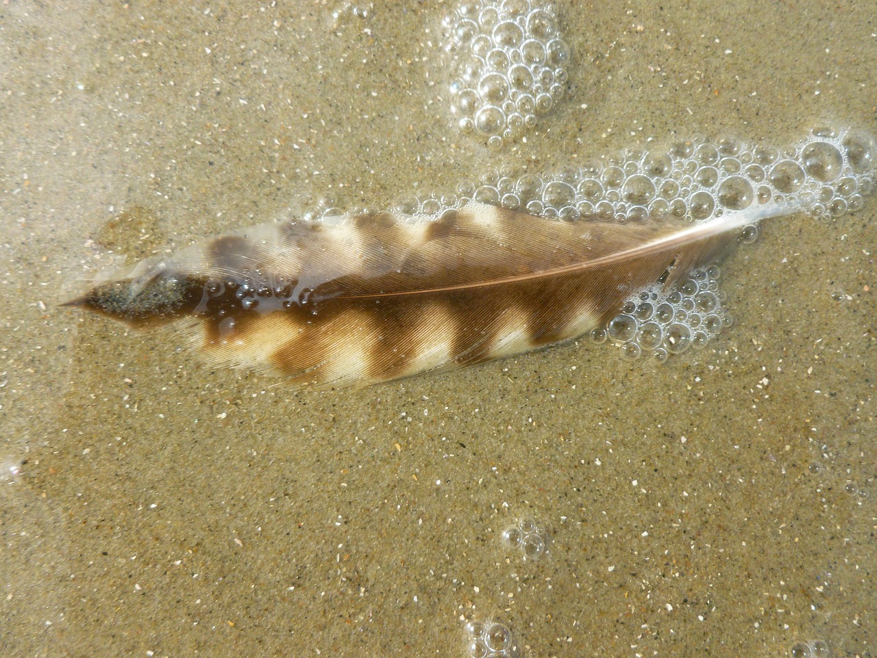 bird feather seagull feather vesicle free photo