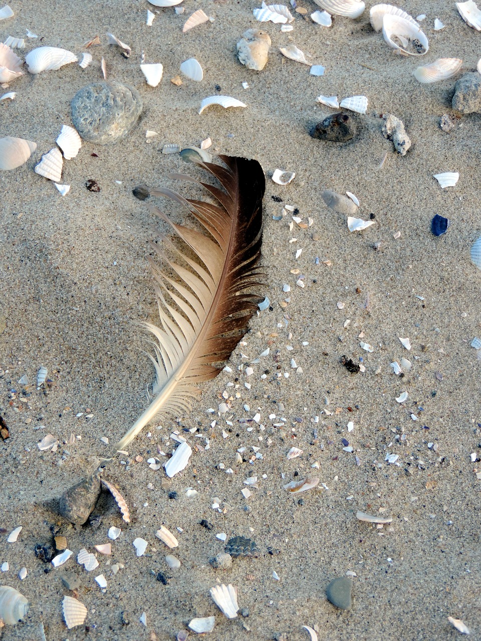 bird feather mussels most beach free photo