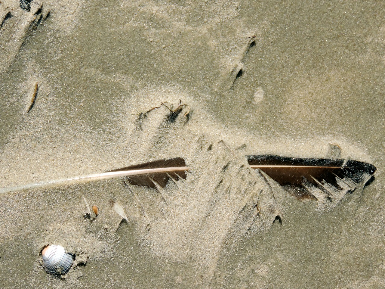 bird feather sand nature free photo