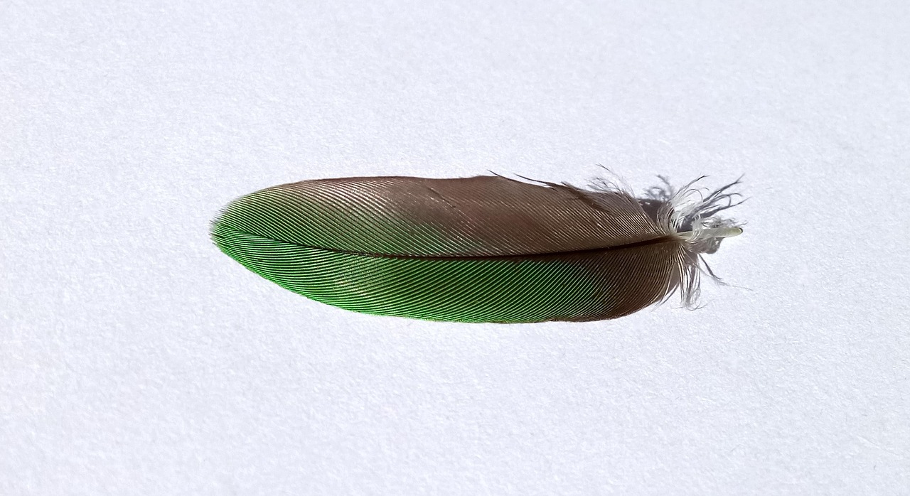 bird feather green nature free photo