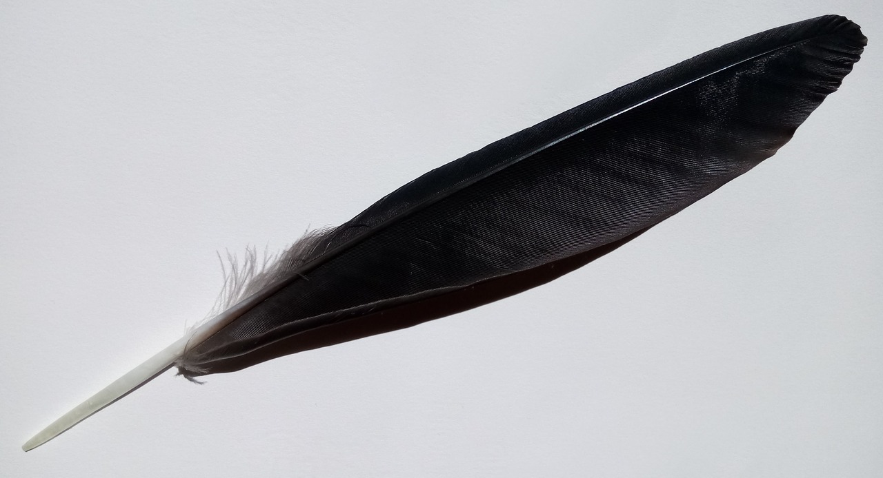bird feather raven shiny free photo
