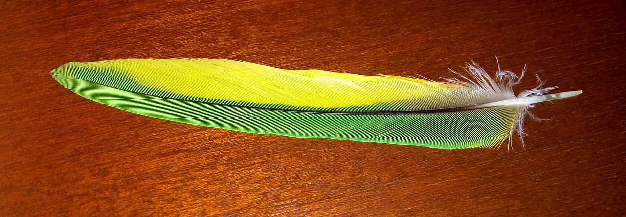 bird feather yellow green free photo