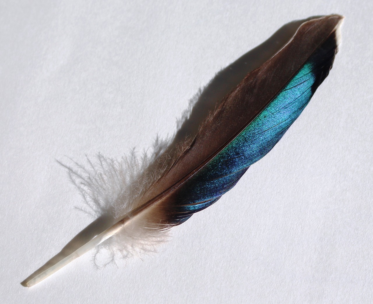 bird feather turquoise blue free photo