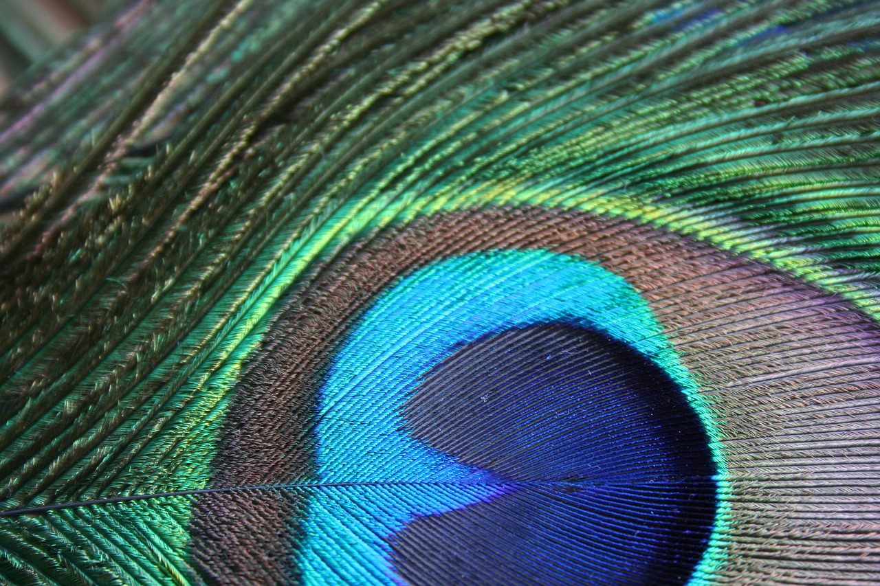 bird feather  feather  peacock feather free photo