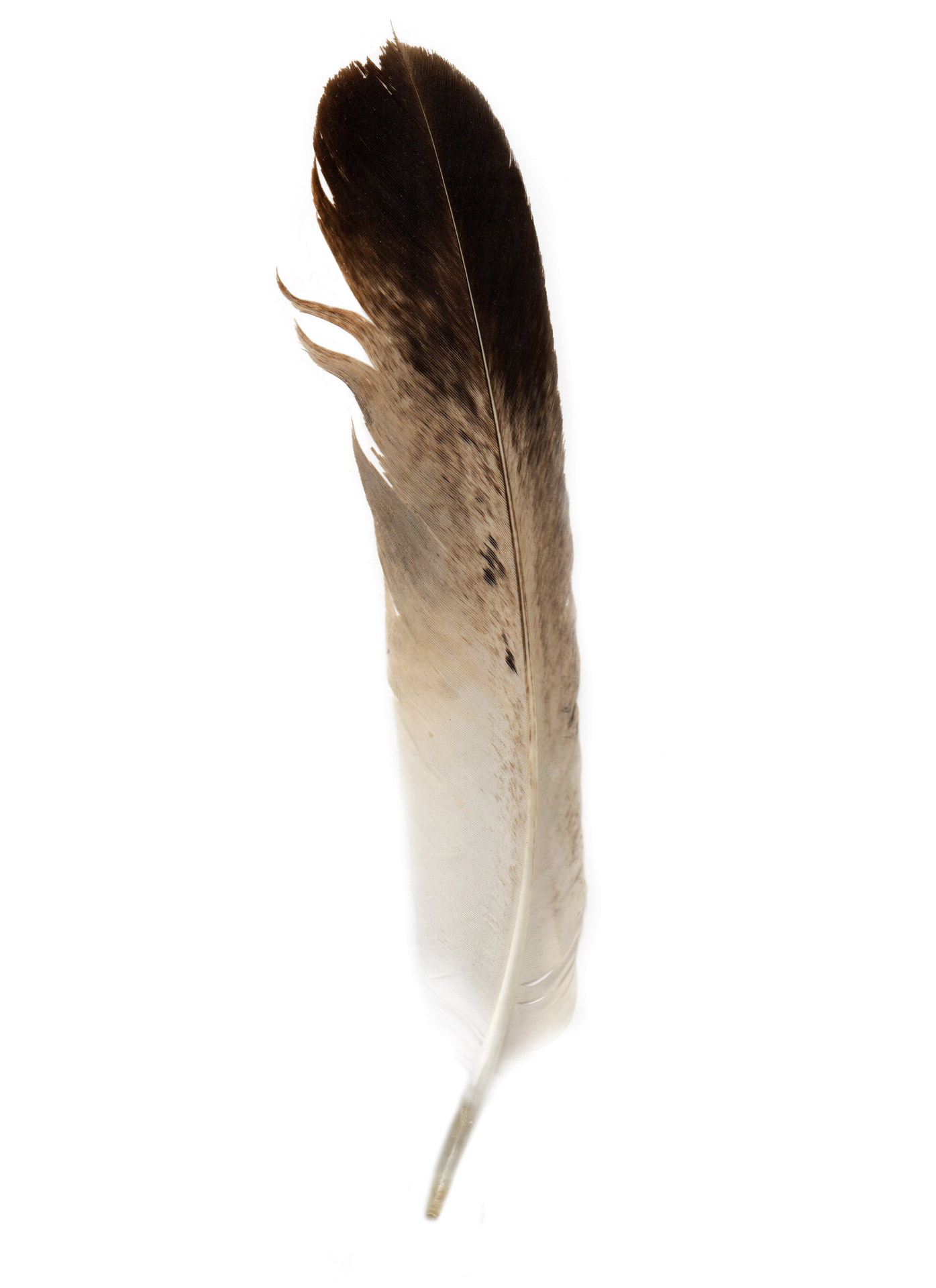 bird feather bird feather free photo