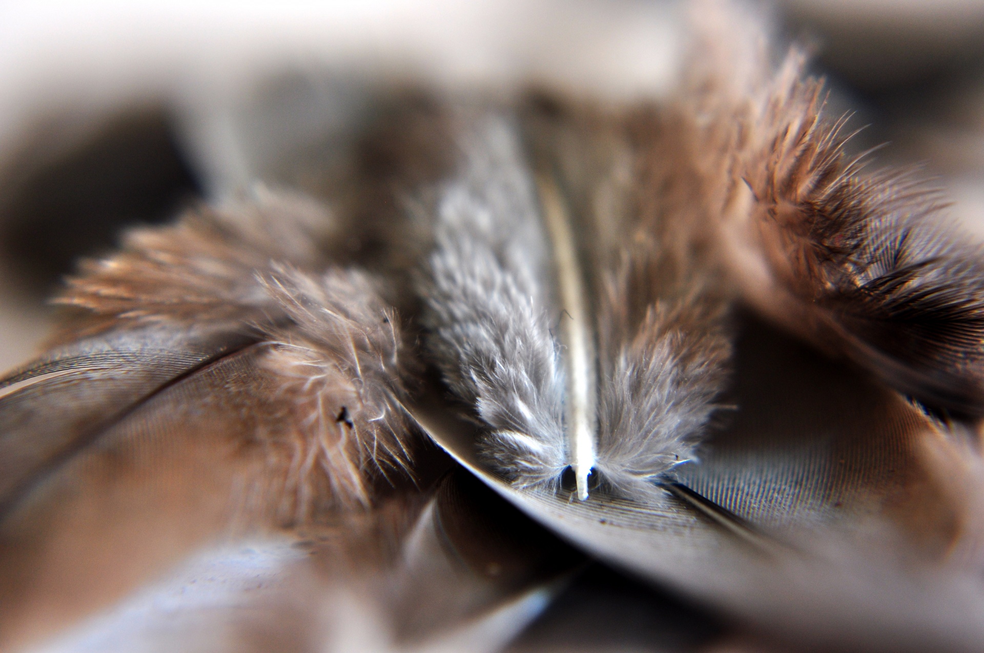 bird feathers wings free photo