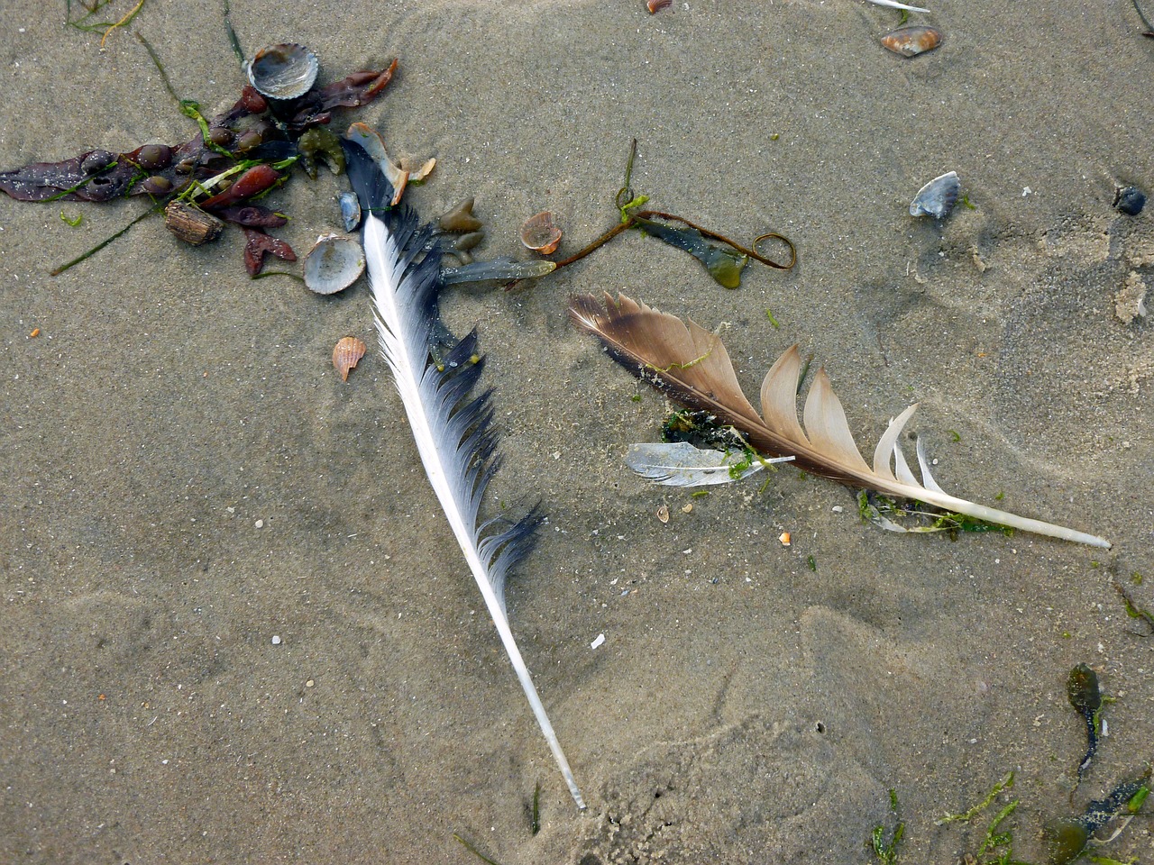 bird feathers seagull feather sand free photo