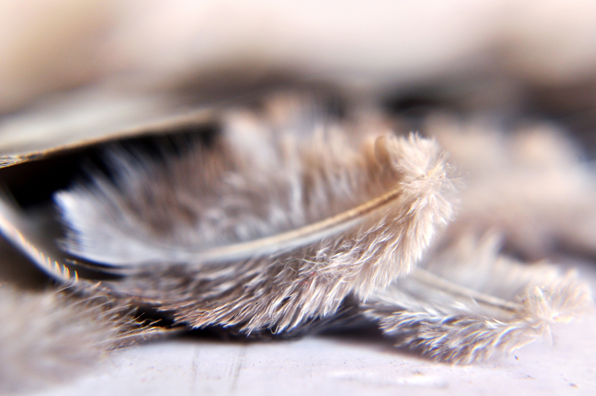 bird feathers wings free photo