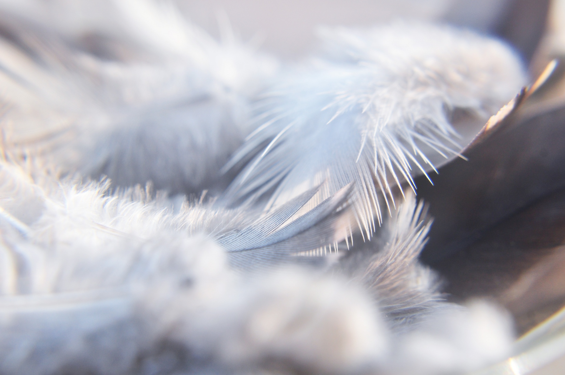 bird feathers wings free photo