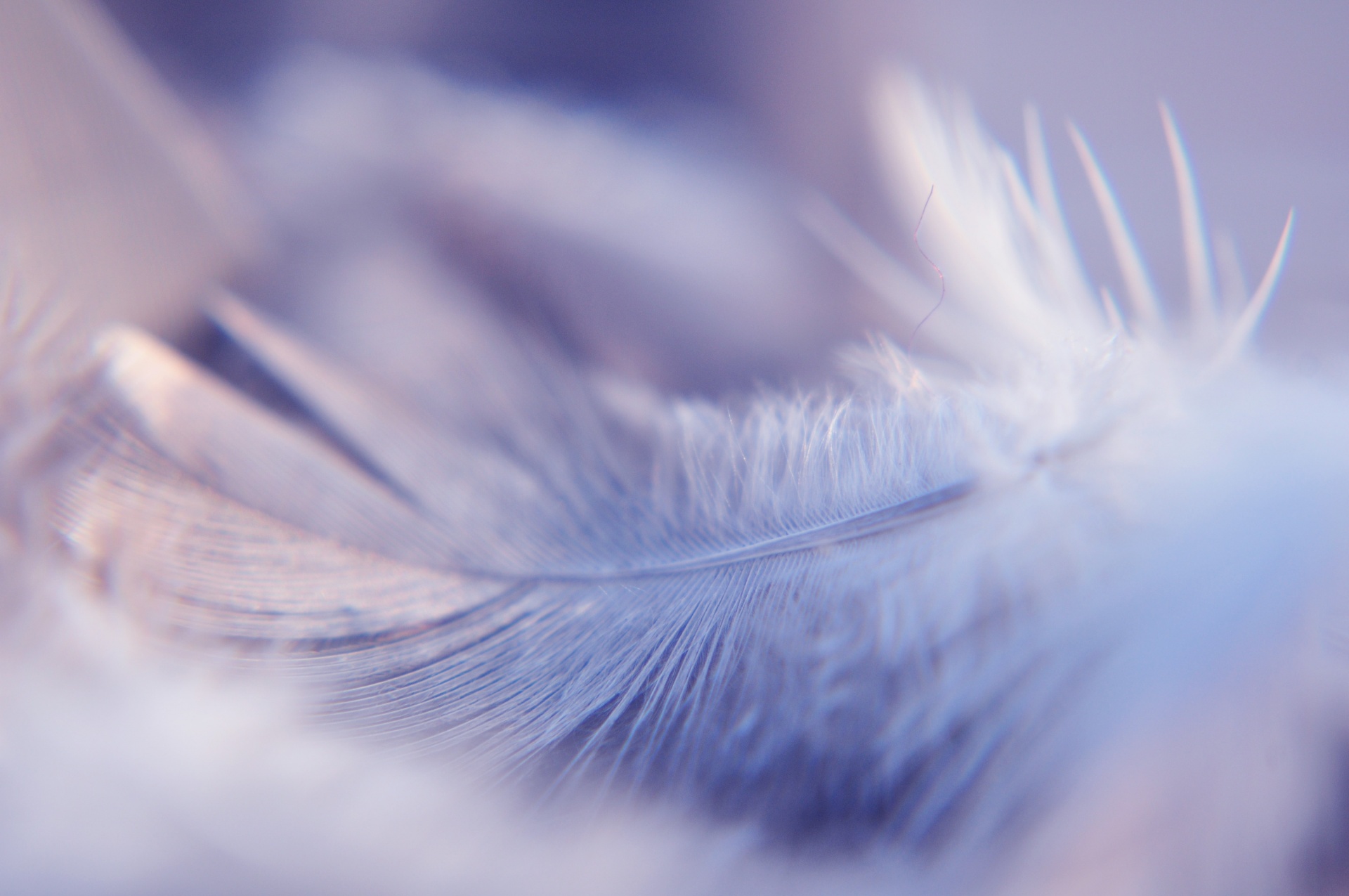 bird feathers wings free photo