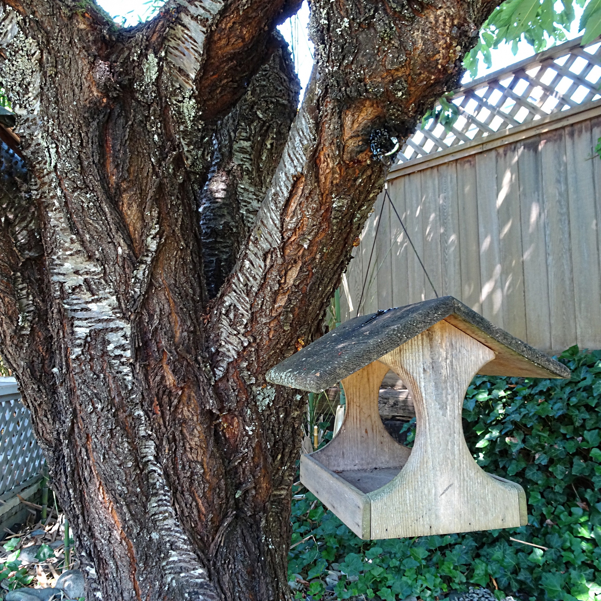 bird feeder photo free photo