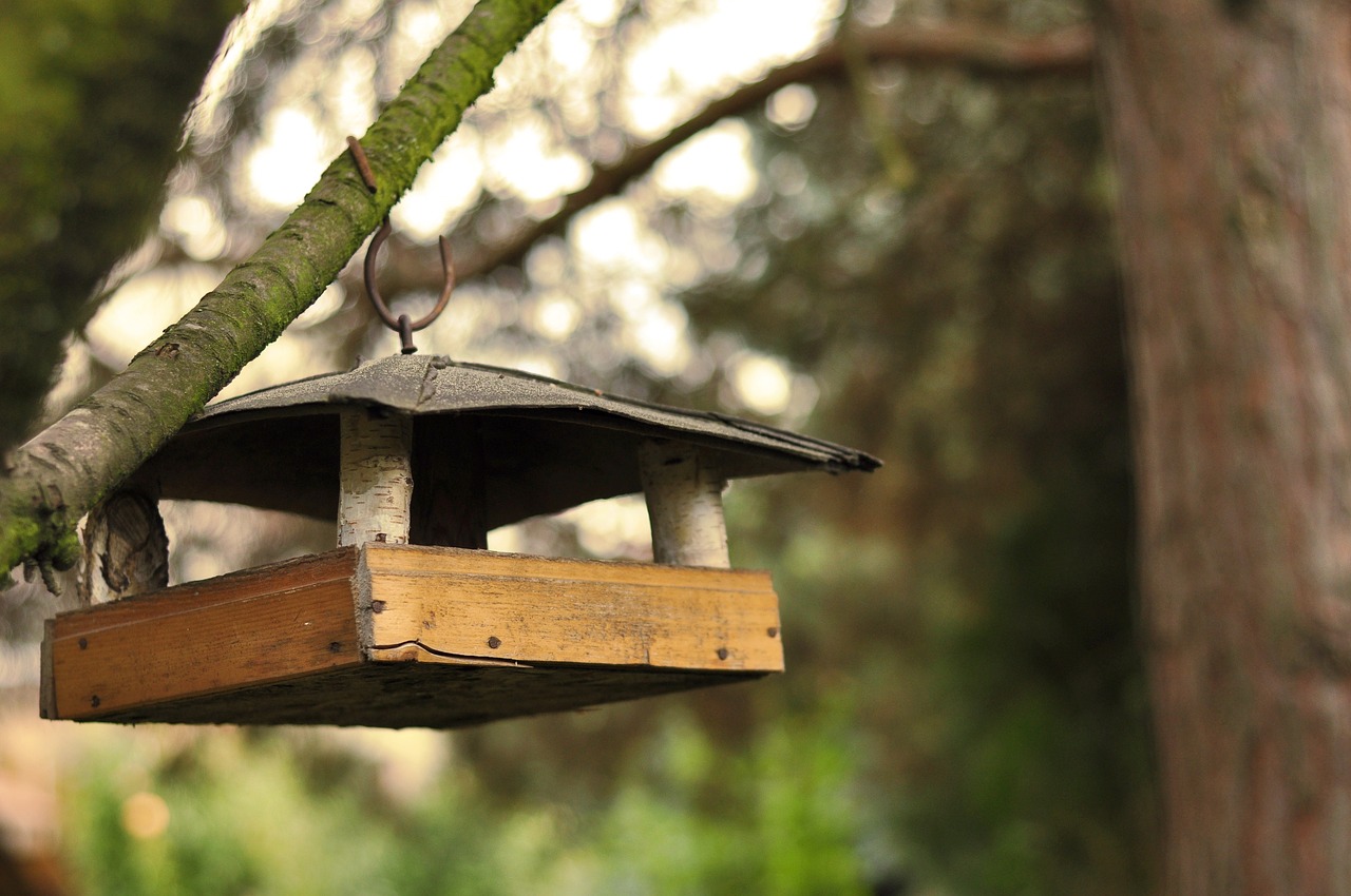 bird feeder feeding garden nature free photo