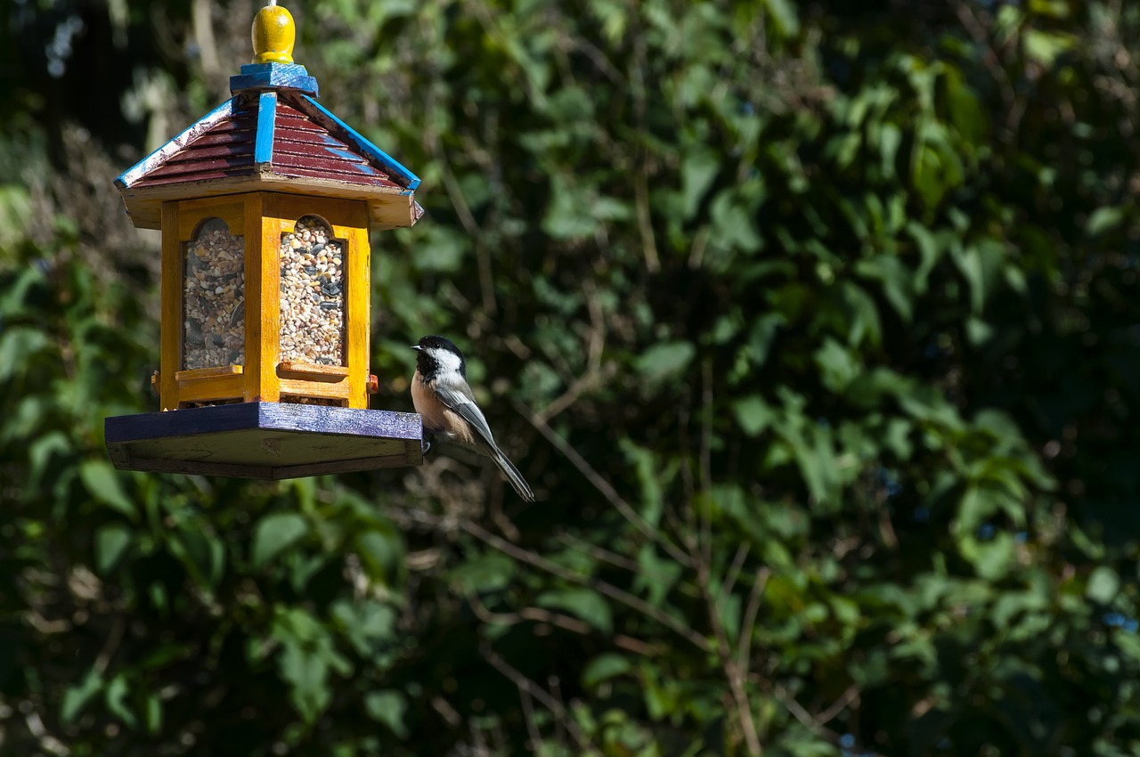 bird feeder bird backyard free photo
