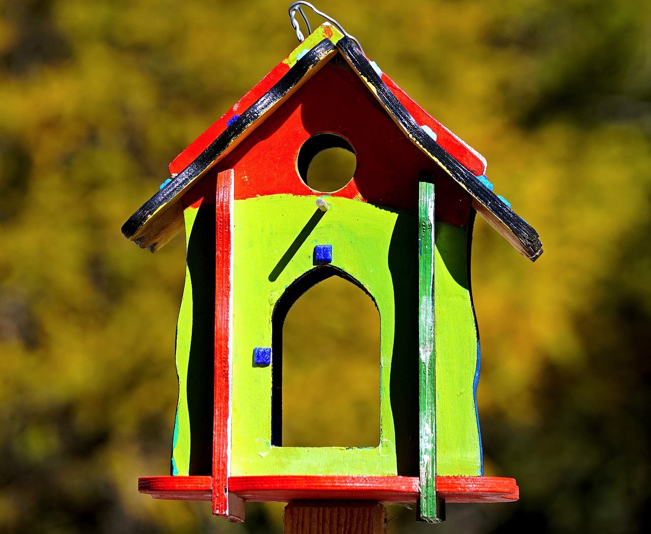 bird feeder colorful feeding free photo