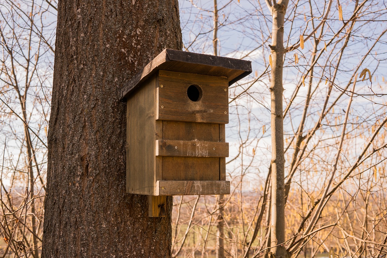 bird feeder wood aviary free photo