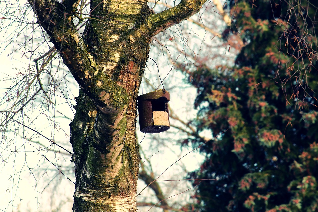 bird feeder tree aviary free photo