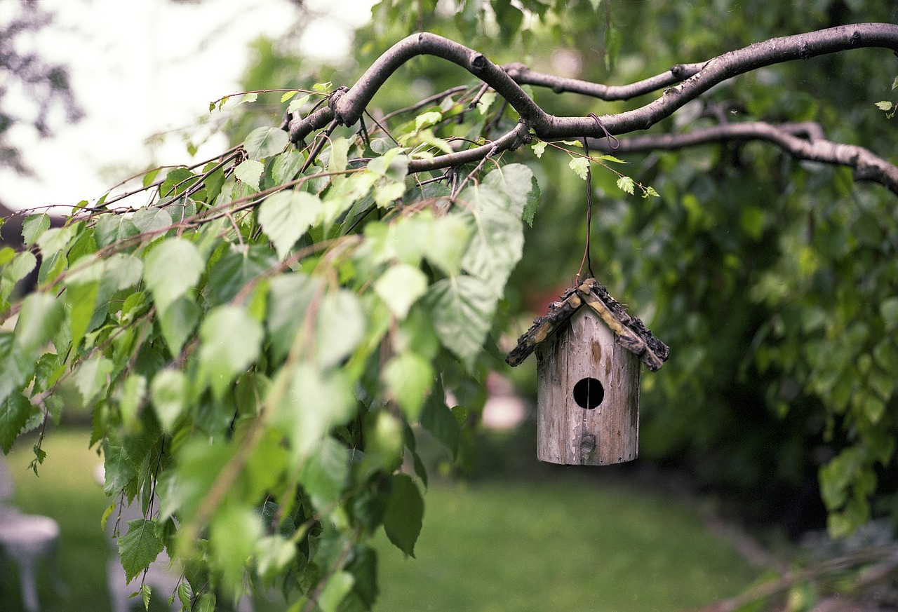 bird feeder tree wood free photo