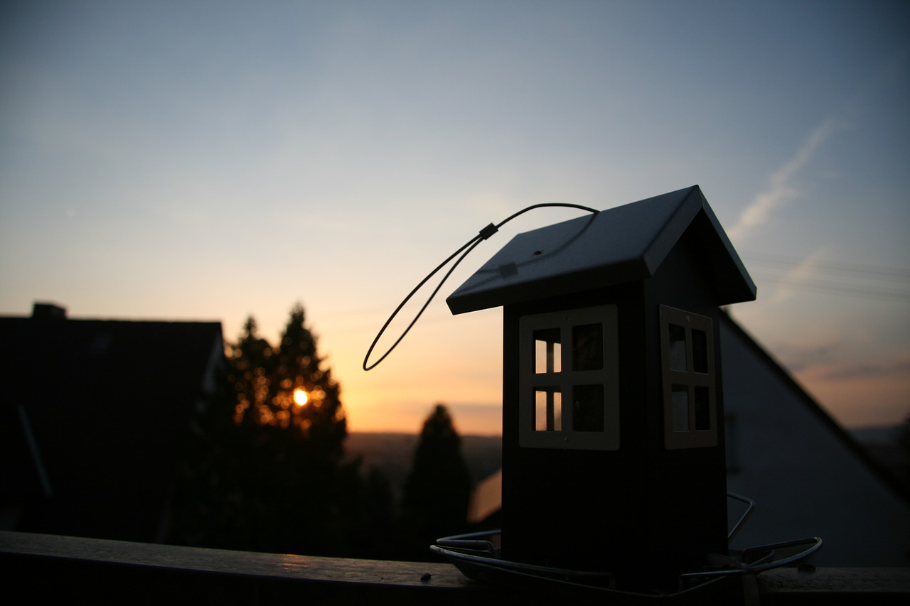 bird feeder bird sunset free photo