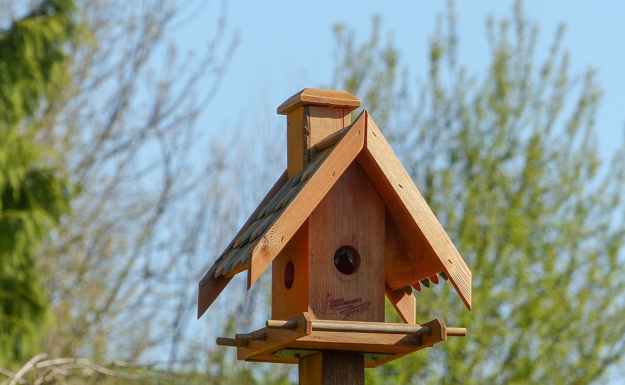 bird feeder nest roof free photo