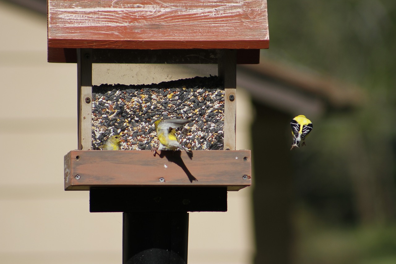 bird feeder  bird  gold finch free photo