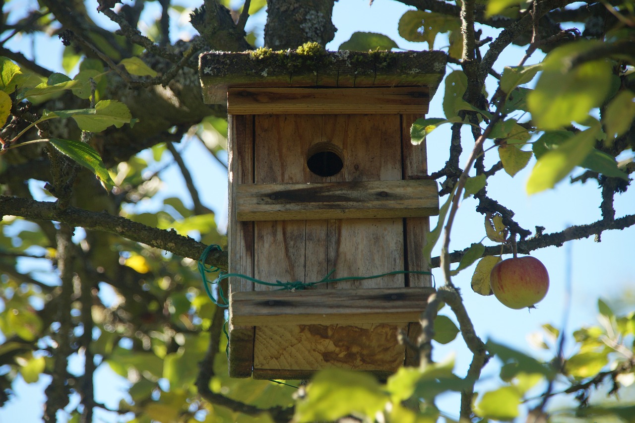 bird feeder  apple tree  breed free photo