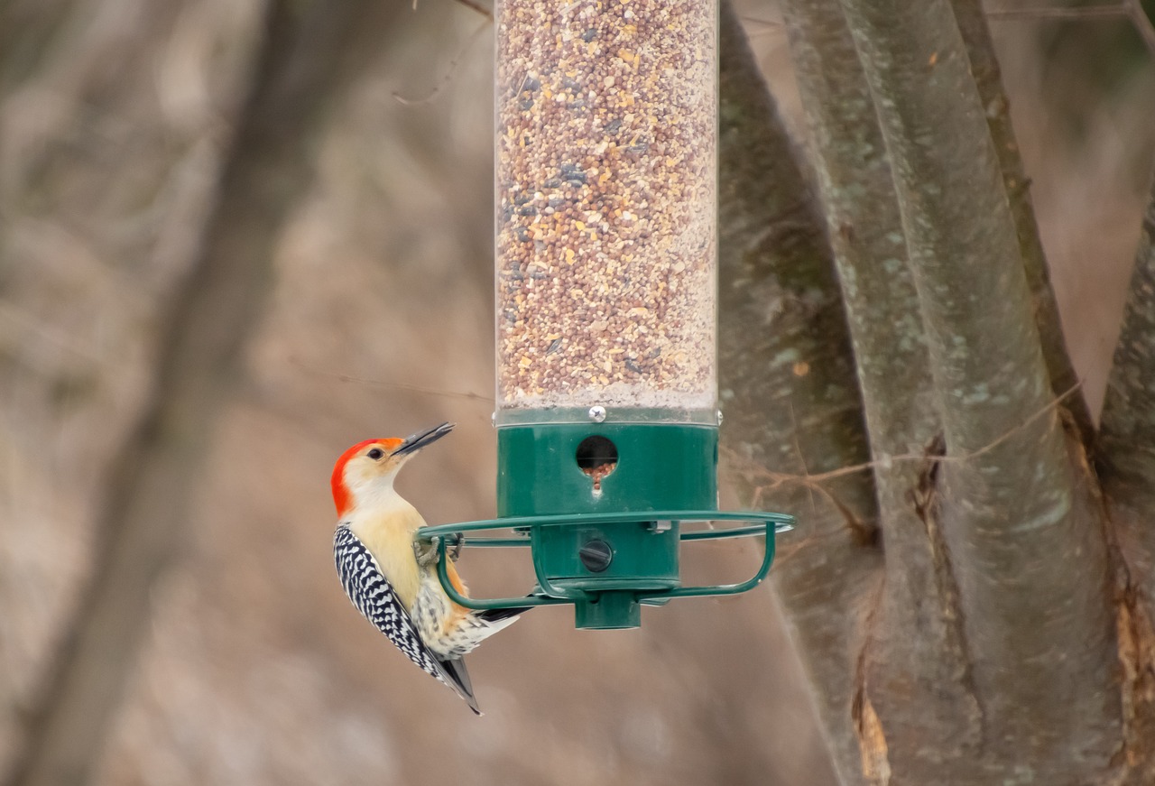 bird feeder  backyard  birdwatching free photo