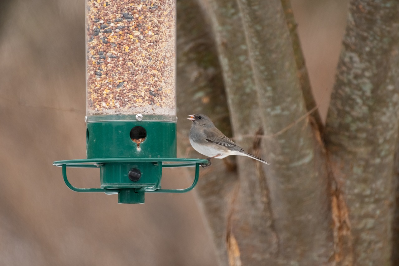 bird feeder  backyard  wildlife free photo