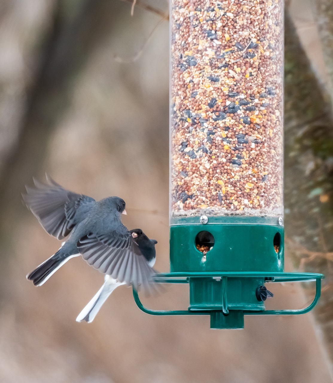 bird feeder  backyard  wildlife free photo