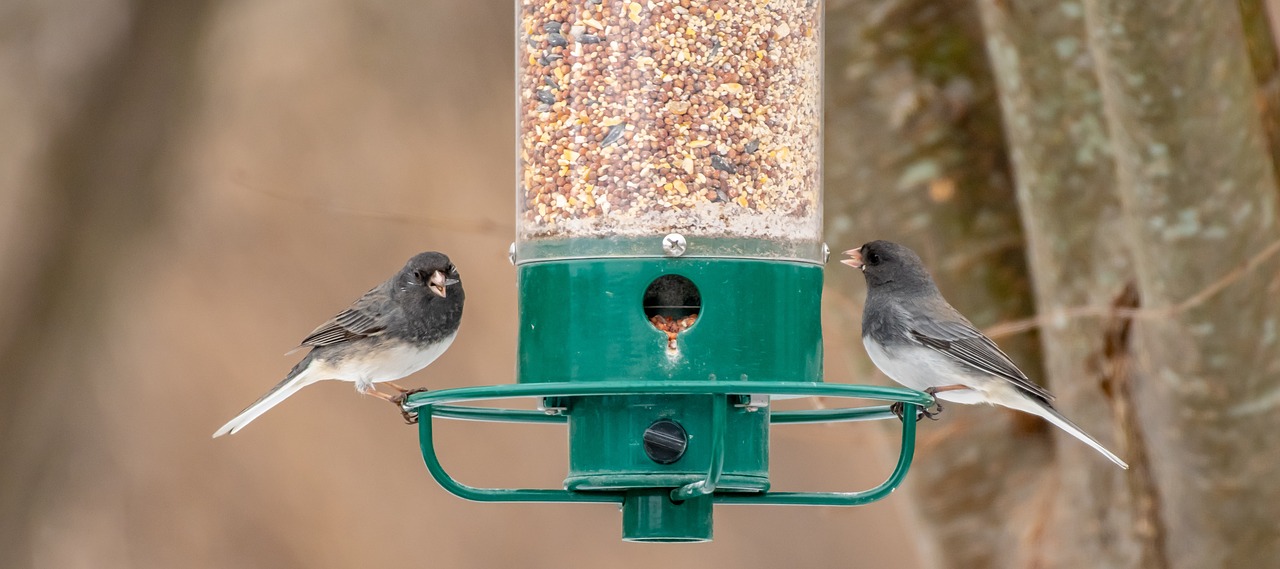 bird feeder  backyard  wildlife free photo