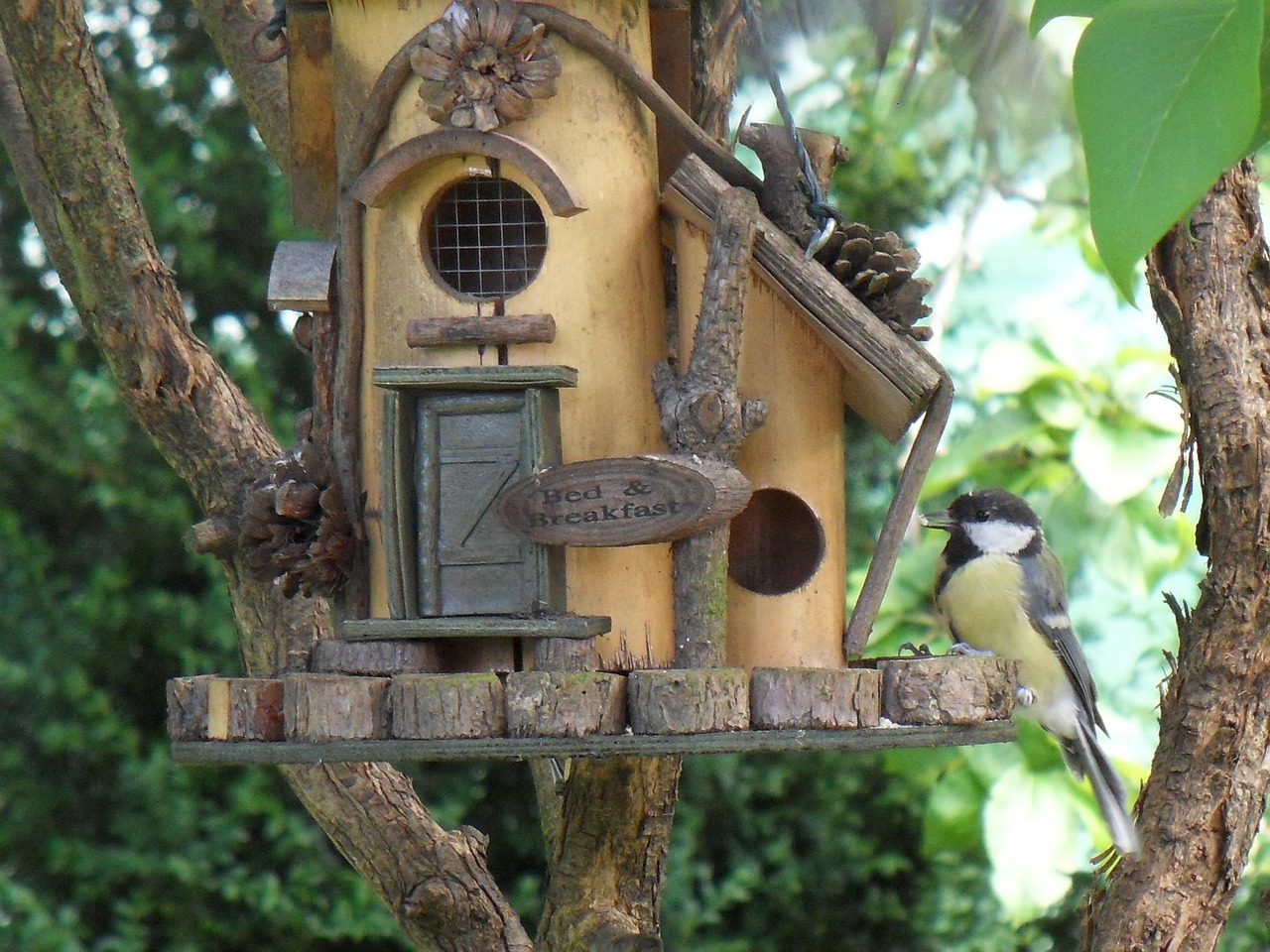 bird feeder tit garden free photo