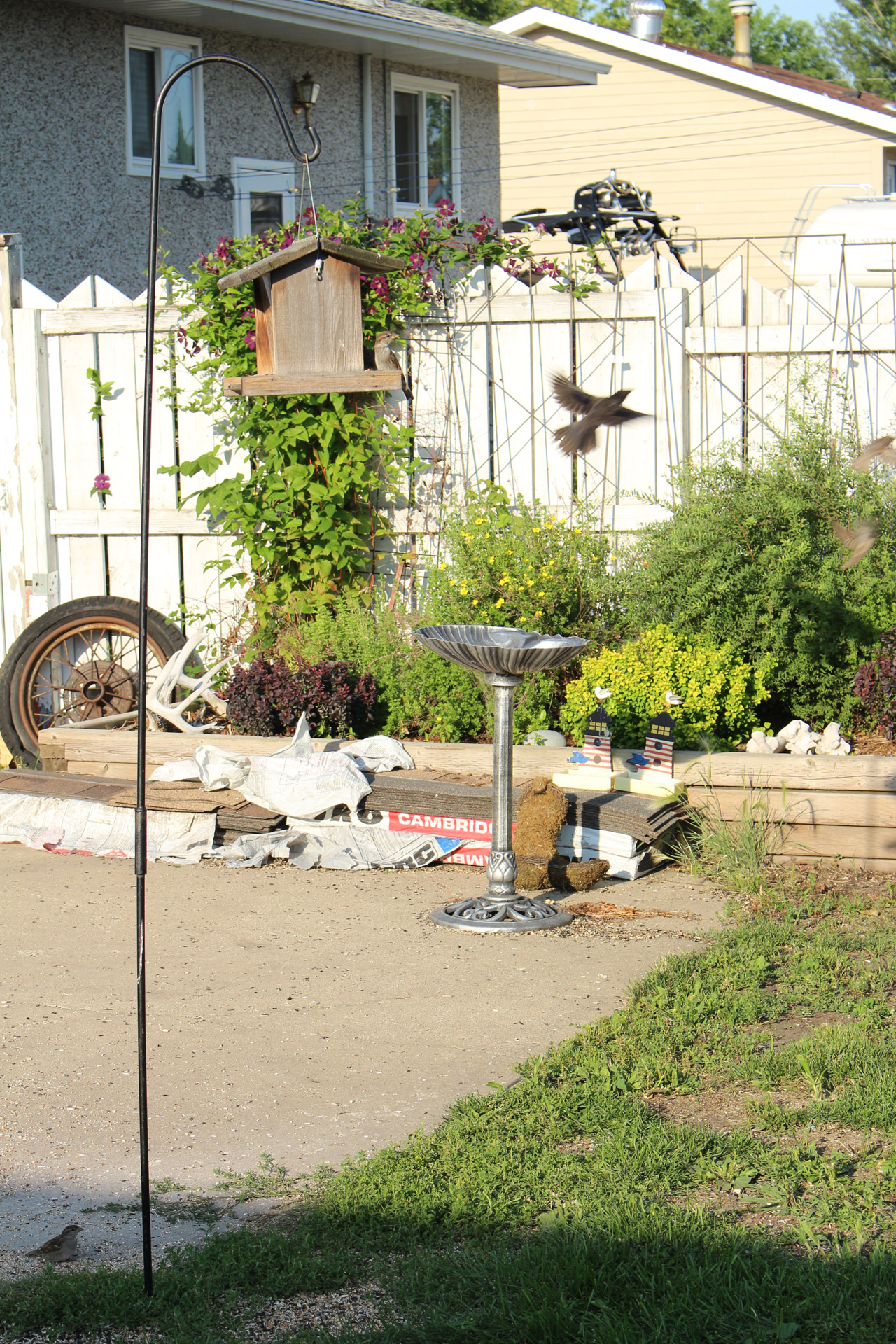 bird feeder flight free photo