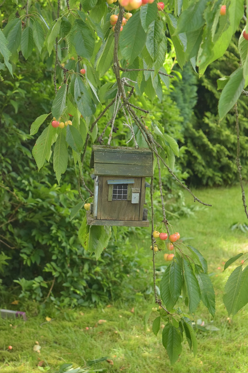 bird feeders garden aviary free photo
