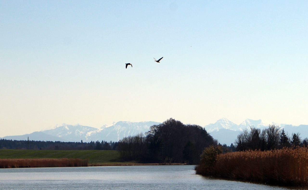 bird flight flight geese free photo