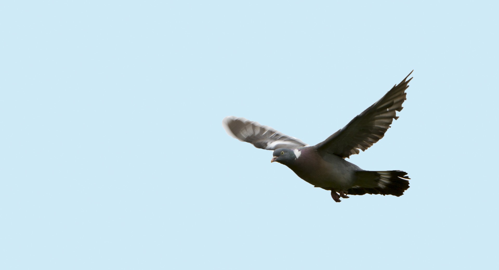 bird pigeon flight free photo