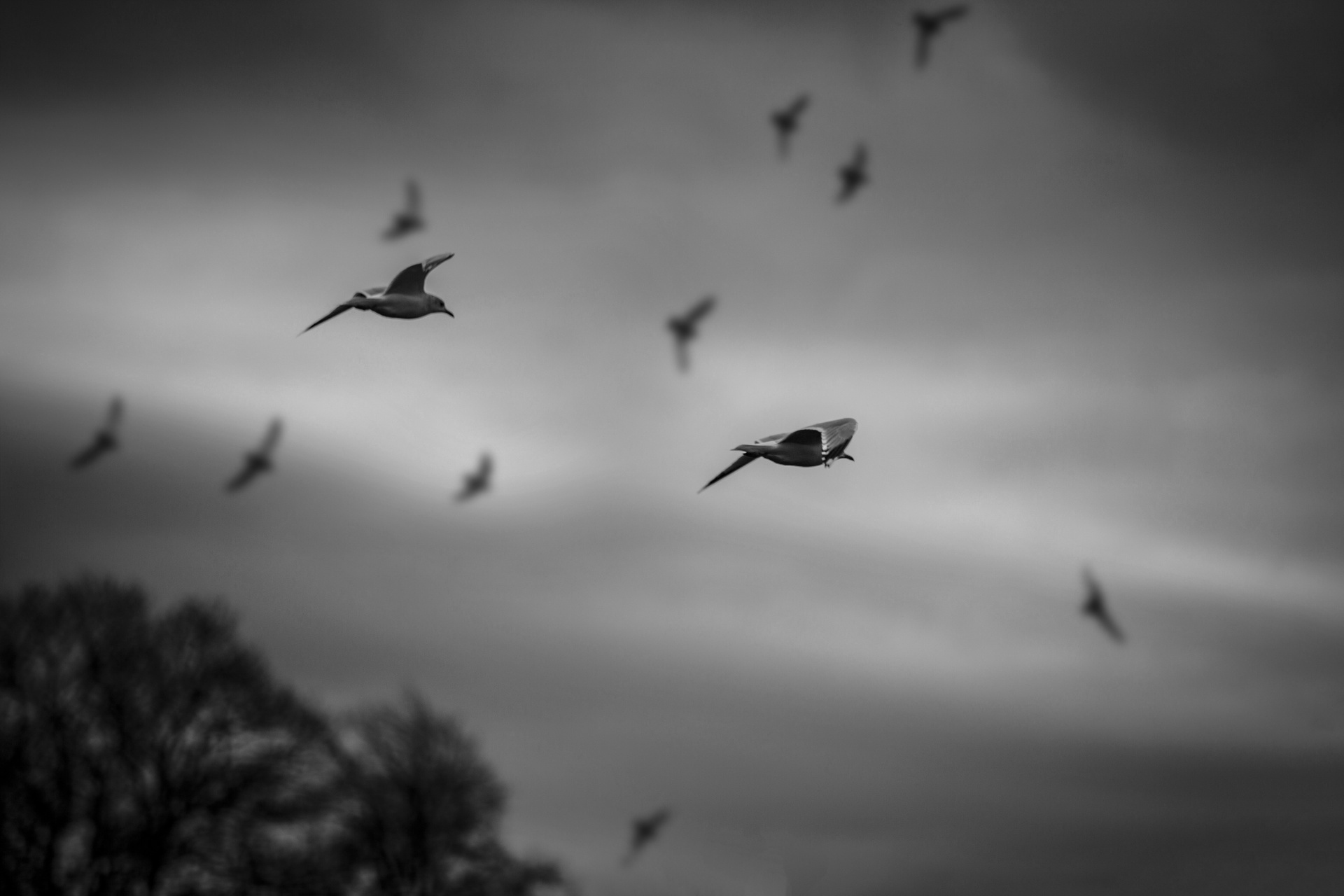 bird animal seagull free photo