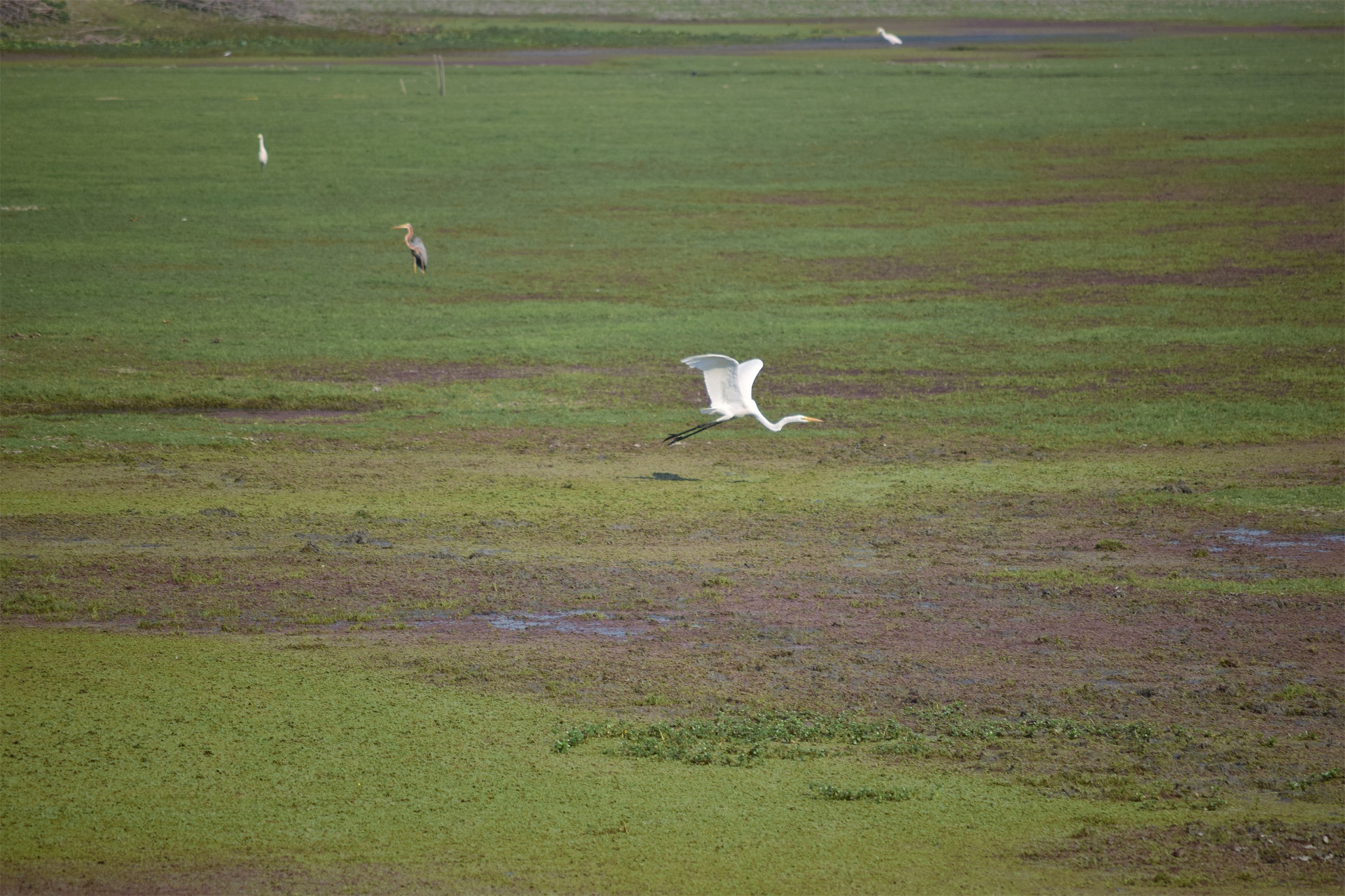 bird animal crane free photo