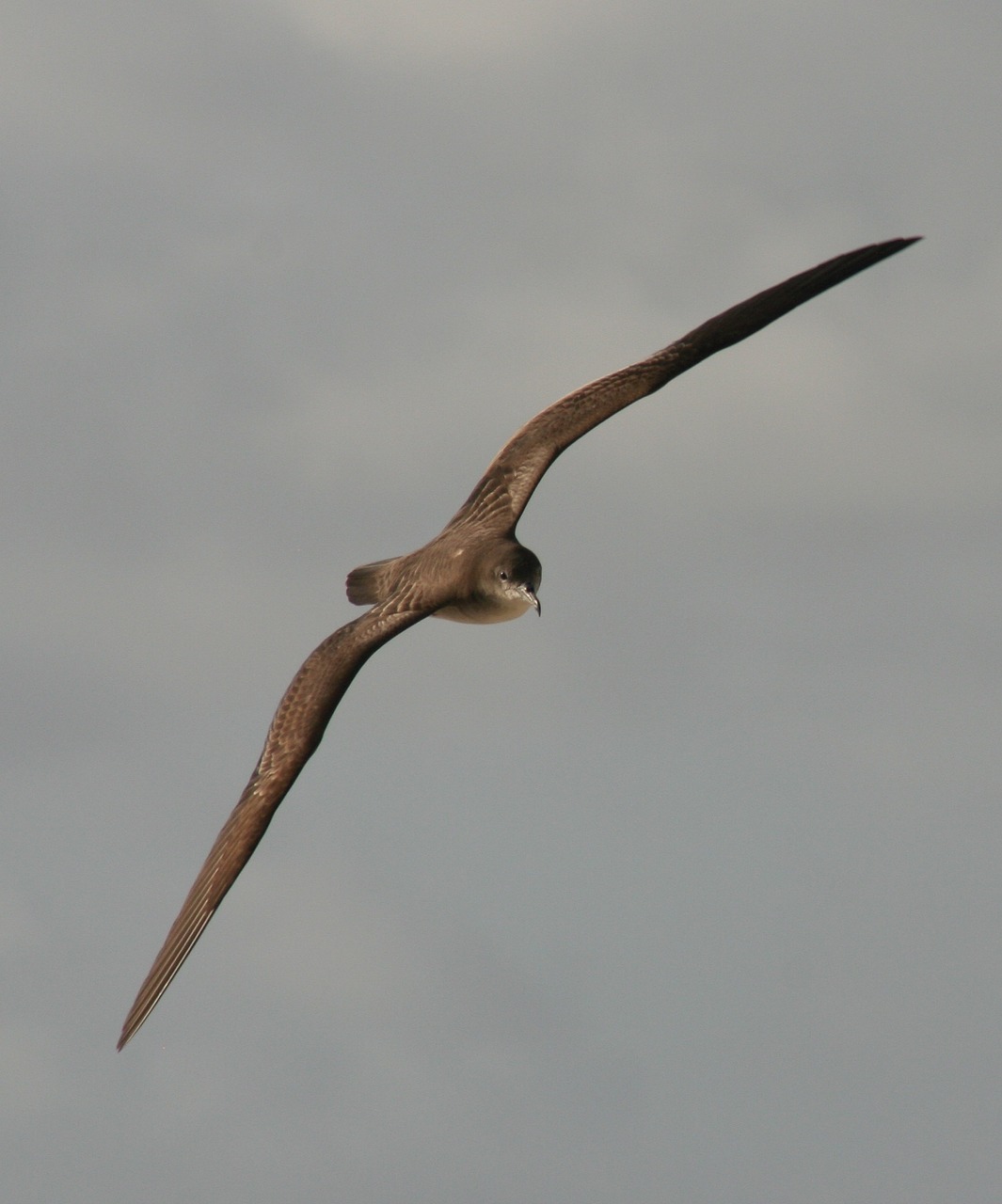 bird flying seabird muttonbird free photo
