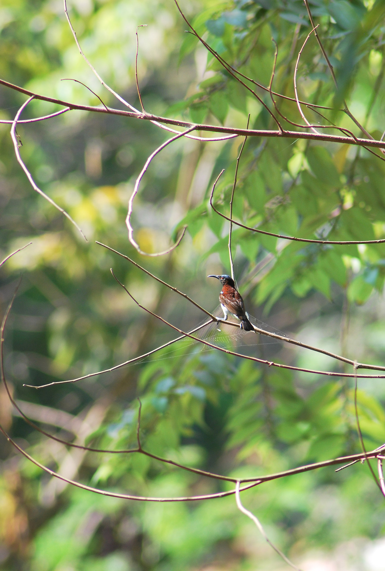 bird tree colours free photo