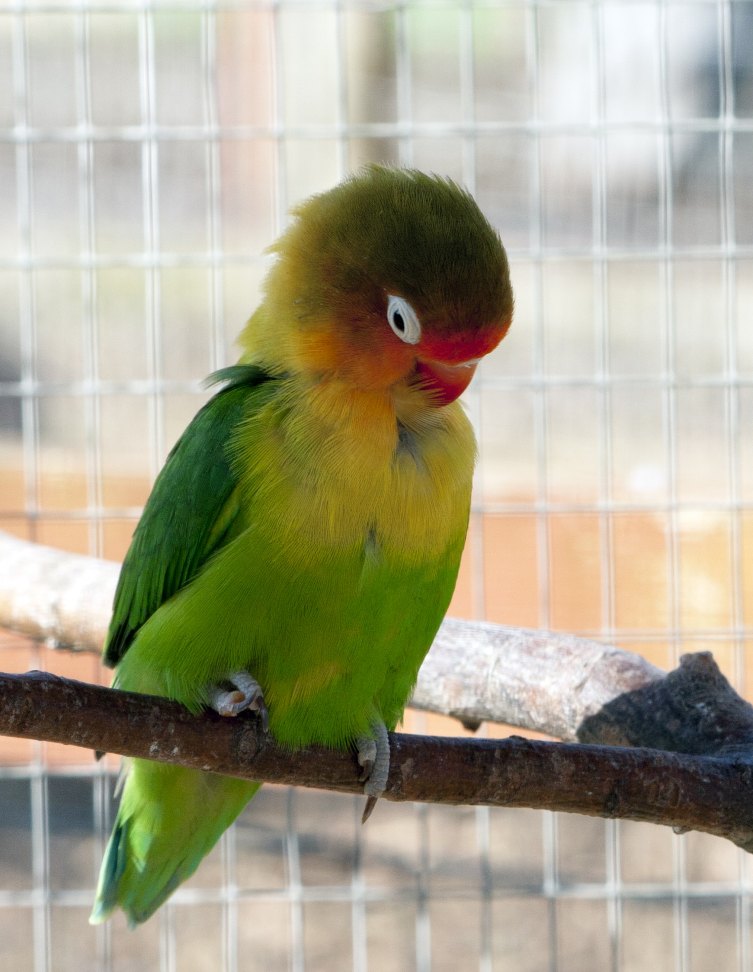 bird parakeet animal free photo