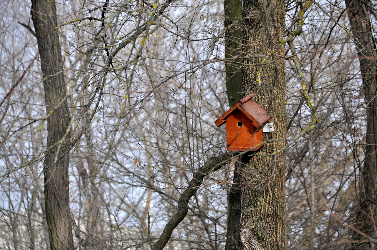 bird house tree branches winter free photo