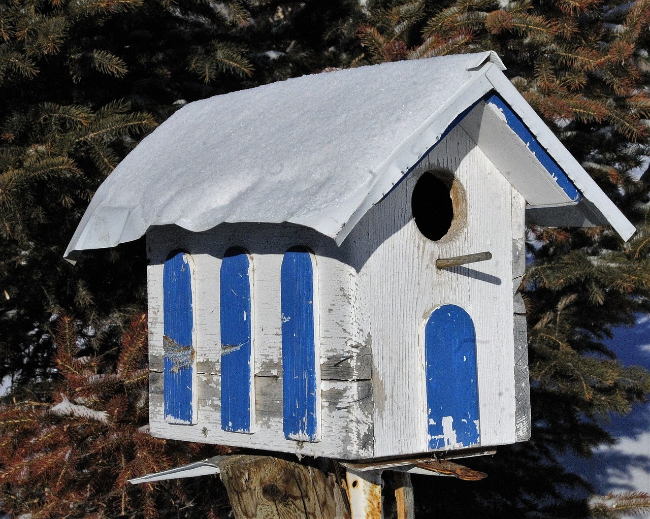 bird house bird birdhouse free photo