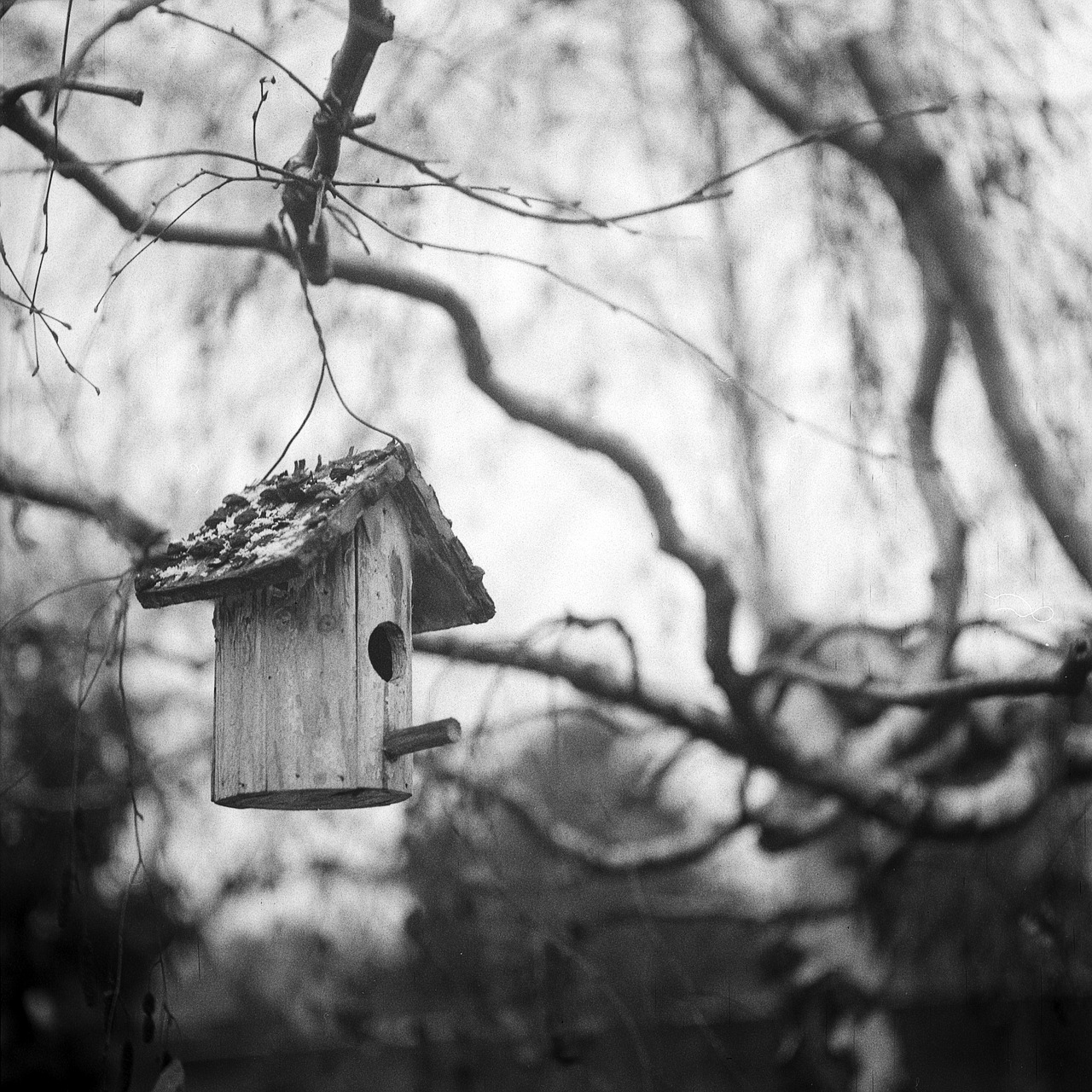 bird house black and white monochrome free photo