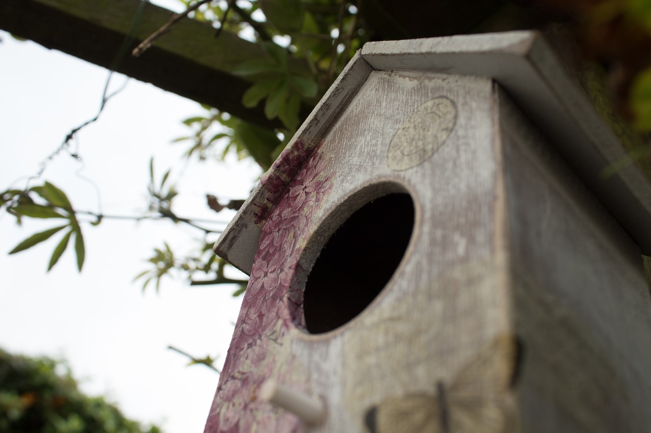 bird house bird box garden free photo