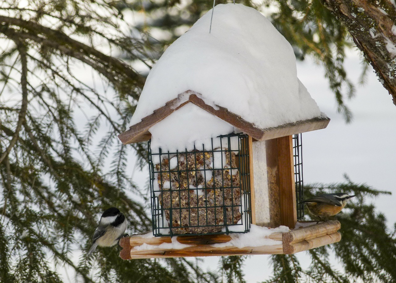 bird house bird animal free photo