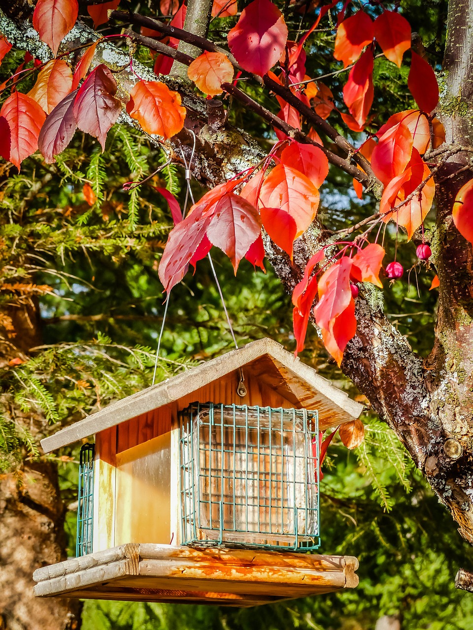 bird house autumn fall free photo