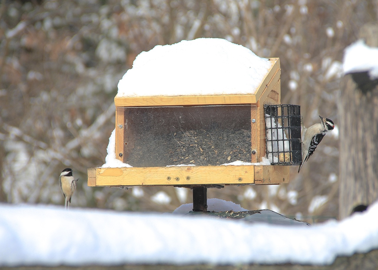 bird house nature winter free photo