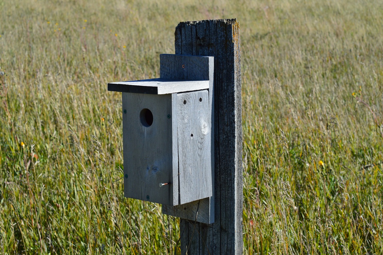 bird house wooden wood free photo